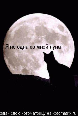 Котоматрица: Я не одна со мной луна