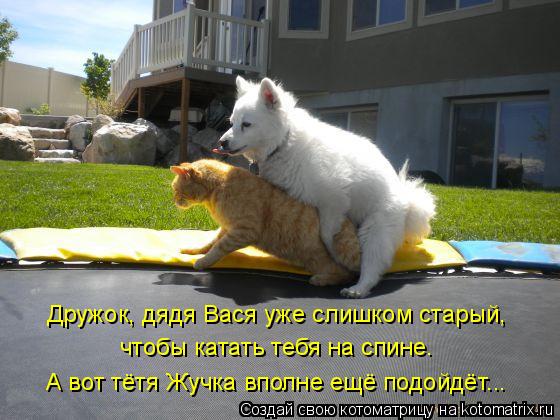 Котоматрица: Дружок, дядя Вася уже слишком старый, чтобы катать тебя на спине. А вот тётя Жучка вполне ещё подойдёт...
