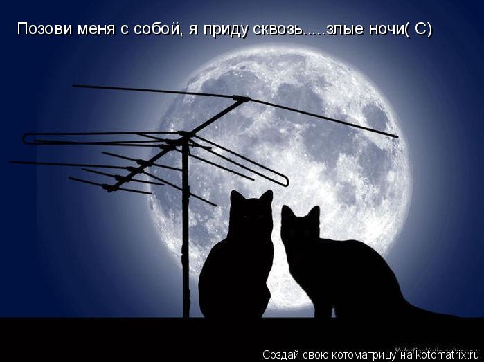 Позови меня с собой, я приду сквозь.....злые ночи( С)... Котоматрица: Позови меня с собой, я приду сквозь.....злые ночи( С)