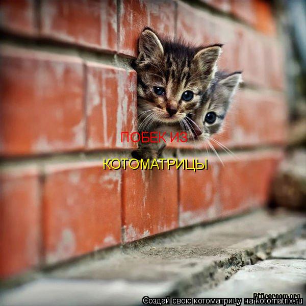КОТОМАТРИЦЫ побек из ПОБЕК ИЗ... Котоматрица: КОТОМАТРИЦЫ побек из ПОБЕК ИЗ