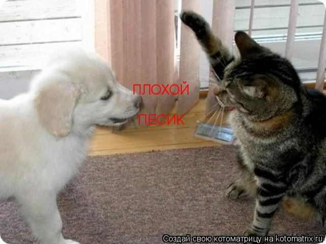 ПЛОХОЙ ПЕСИК ПЕСИК... Котоматрица: ПЛОХОЙ ПЕСИК ПЕСИК