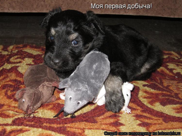 Котоматрица: Моя первая добыча!