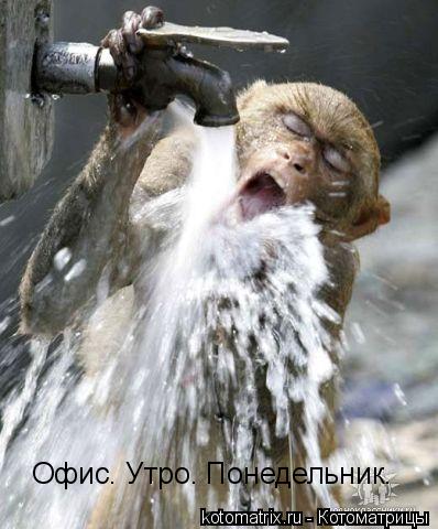 Котоматрица: Офис. Утро. Понедельник.