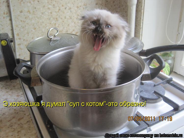 Котоматрица: Э,хозяюшка я думал "суп с котом"-это образно!