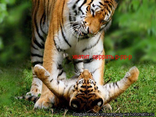 Котоматрица: хватит  орррать р-рр-р