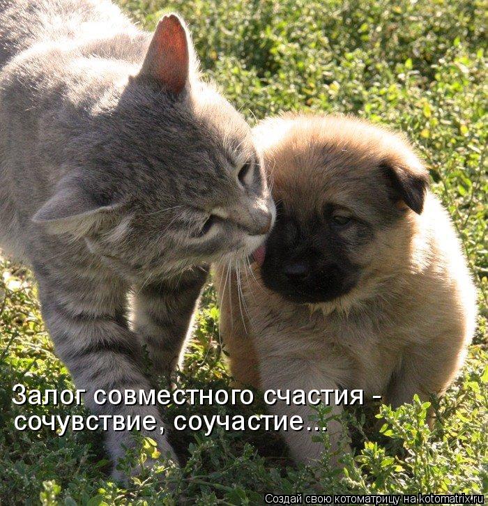 Залог совместного счастия - сочувствие, соучастие...... Котоматрица: Залог совместного счастия - сочувствие, соучастие...