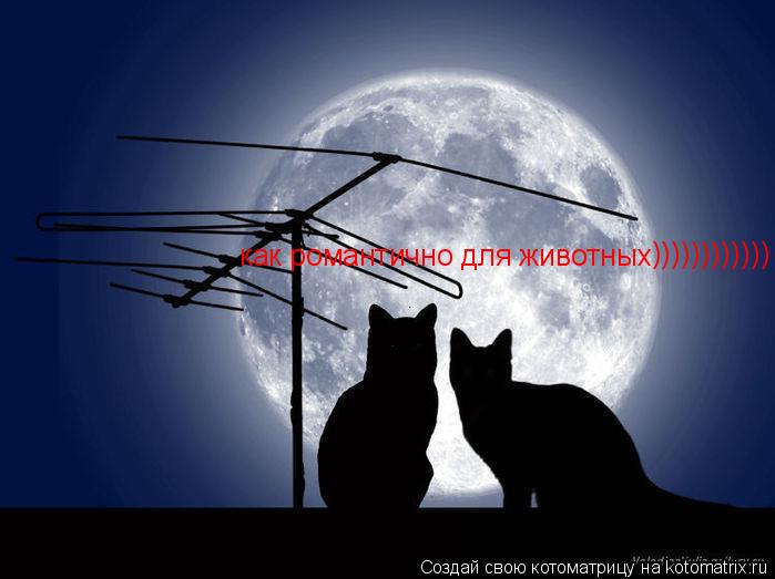 Котоматрица: как романтично для животных ))))))))))))