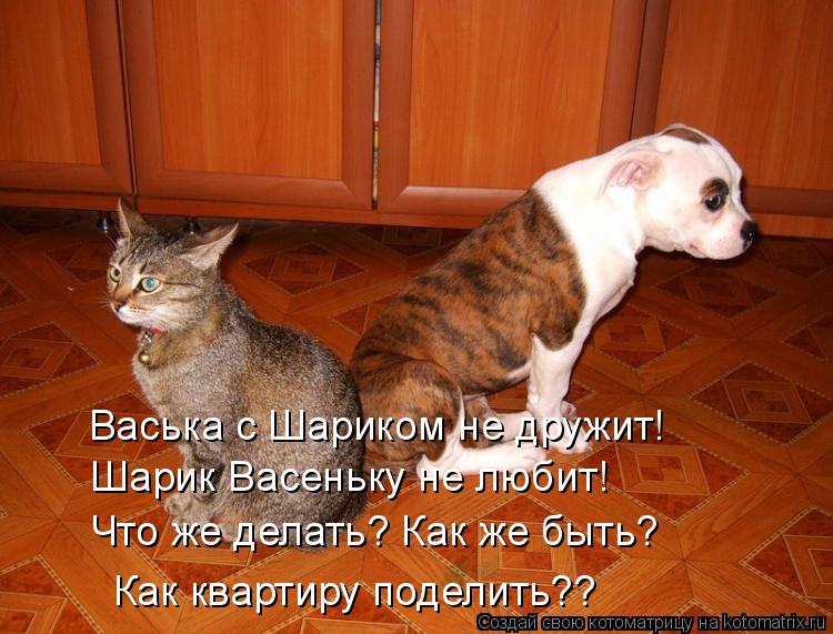 Котоматрица: Васька с Шариком не дружит! Шарик Васеньку не любит! Что же делать? Как же быть? Как квартиру поделить??