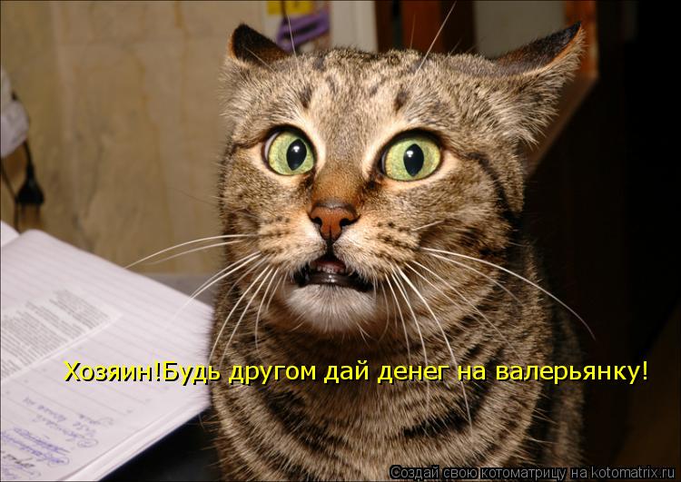 Котоматрица: Хозяин!Будь другом дай денег на валерьянку!