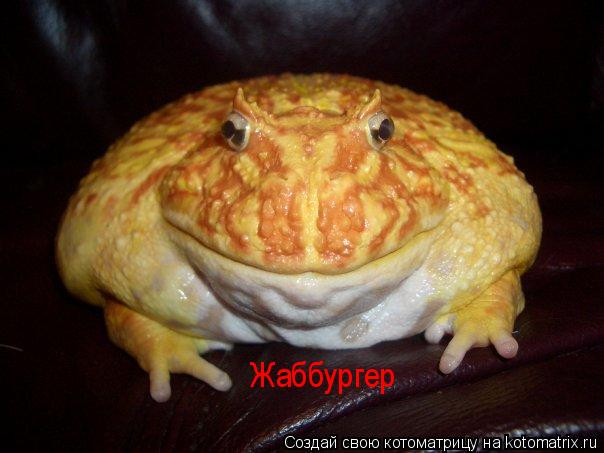 Котоматрица: Жаббургер