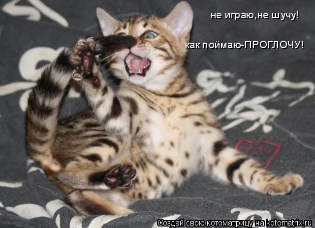 Котоматрица: не играю,не шучу! как поймаю-ПРОГЛОЧУ!
