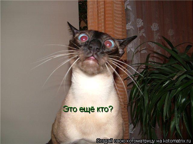 Котоматрица: Это ещё кто?