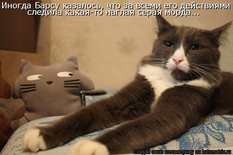 Котоматрица: Иногда Барсу казалось, что за всеми его действиями следила какая-то наглая серая морда...