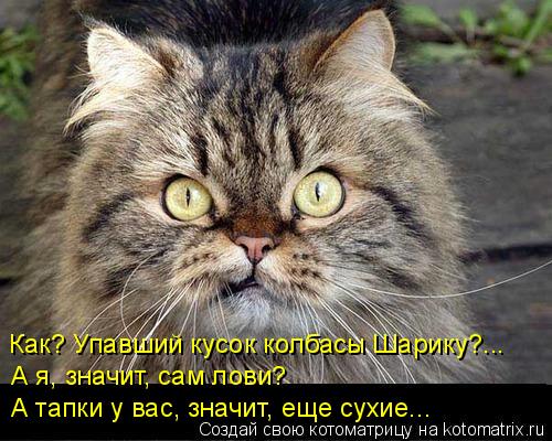 Котоматрица: Как? Упавший кусок колбасы Шарику?... А я, значит, сам лови? А тапки у вас, значит, еще сухие...