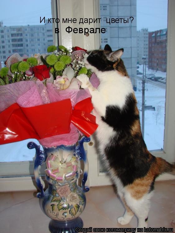 Котоматрица: И кто мне дарит  цветы? в  Феврале