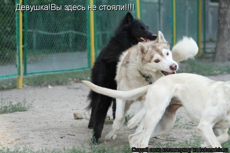 Котоматрица: Девушка!Вы здесь не стояли!!!!