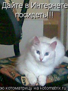 Котоматрица: Дайте в Интернете посидеть!!!