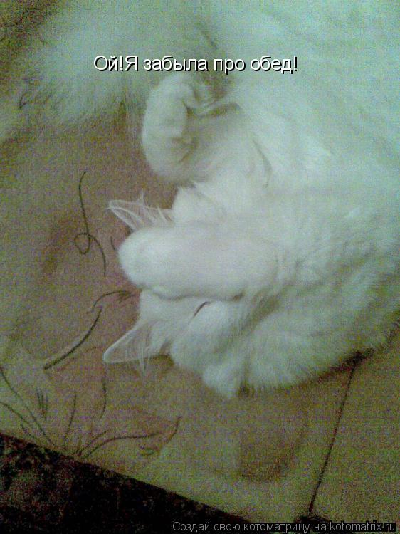 Котоматрица: Ой!Я забыла про обед!