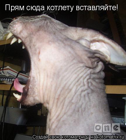Котоматрица: Прям сюда котлету вставляйте!