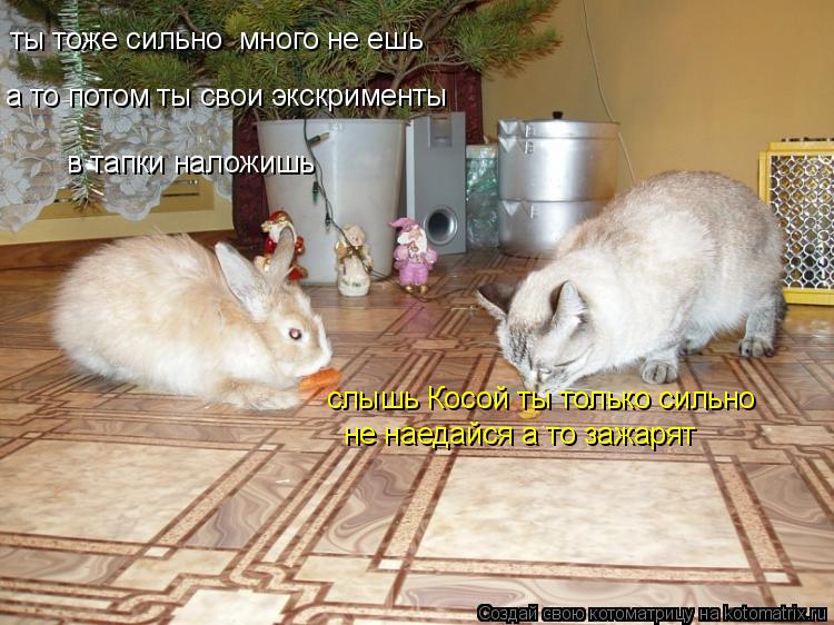 Котоматрица: а то потом ты свои экскрименты слышь Косой ты только сильно не наедайся а то зажарят  ты тоже сильно  много не ешь в тапки наложишь