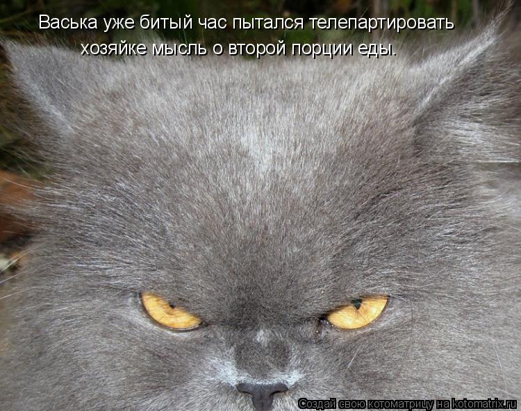 Котоматрица: Васька уже битый час пытался телепартировать хозяйке мысль о второй порции еды.