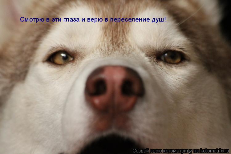 Котоматрица: Смотрю в эти глаза и верю в переселение душ!