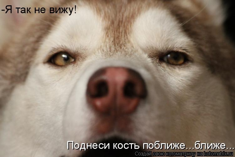 Котоматрица: -Я так не вижу! Поднеси кость поближе...ближе...