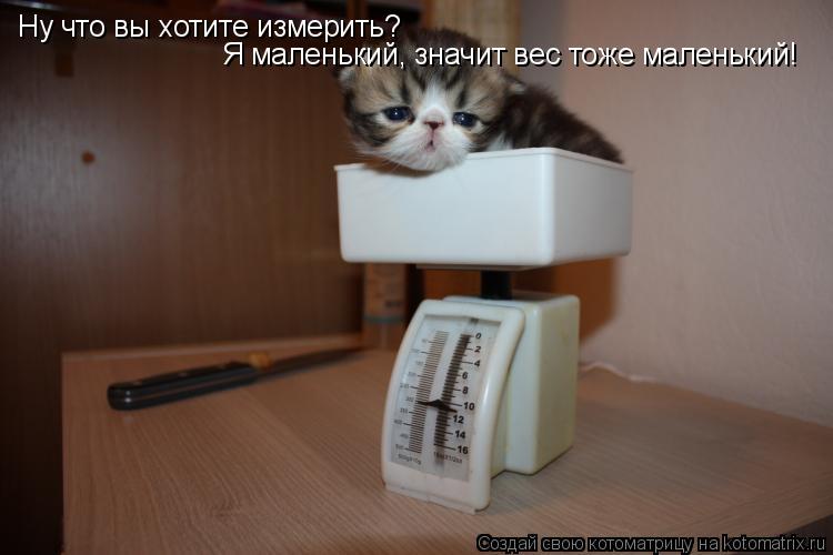 Котоматрица: Ну что вы хотите измерить? Я маленький, значит вес тоже маленький!