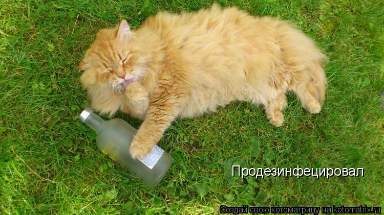 Котоматрица: Продезинфецировал