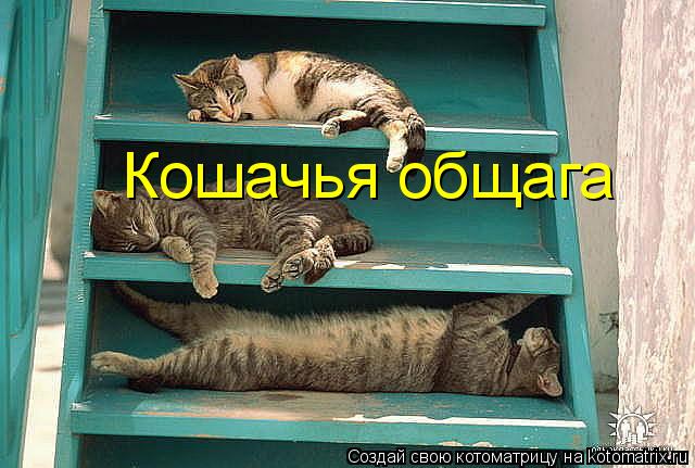 Котоматрица: Кошачья общага