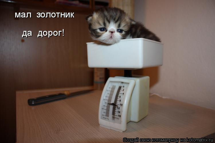 Котоматрица: мал  золотник   да  дорог!