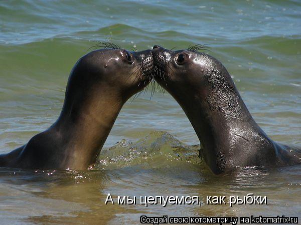 Котоматрица: А мы целуемся, как рыбки