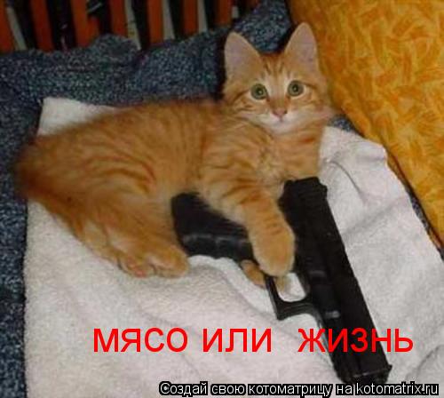 Котоматрица: мясо или  жизнь
