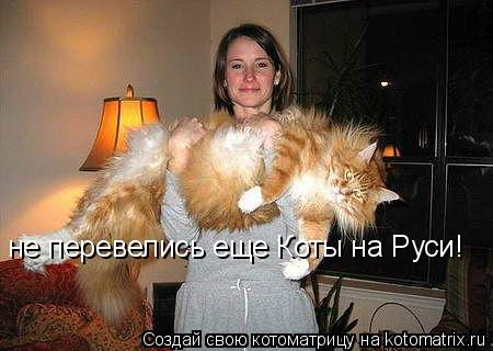 Котоматрица: не перевелись еще Коты на Руси!