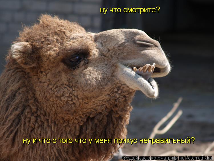 Котоматрица: ну что смотрите? ну и что с того что у меня прикус неправильный?