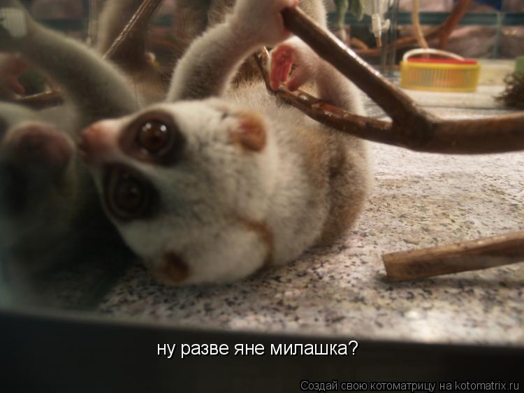 Котоматрица: ну разве яне милашка?