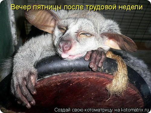 Котоматрица: Вечер пятницы после трудовой недели