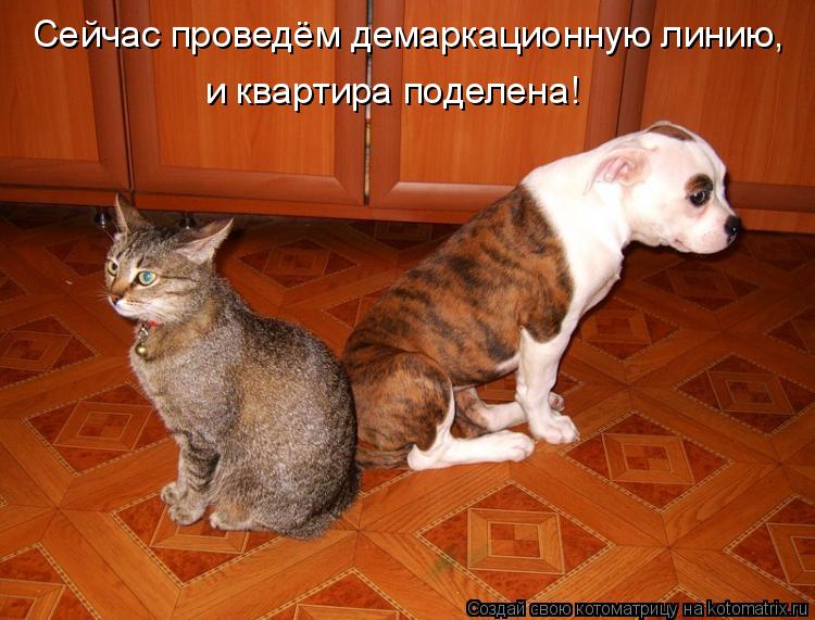 Котоматрица: Сейчас проведём демаркационную линию,  и квартира поделена!