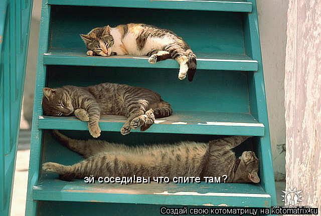 Котоматрица: эй соседи!вы что спите там?