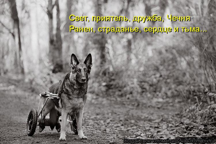 Котоматрица: Свет, приятель, дружба, Чечня Ранен, страданье, сердце и тьма...