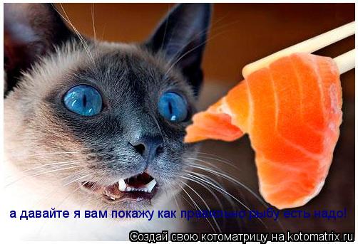 Котоматрица: а давайте я вам покажу как правильно рыбу есть надо!