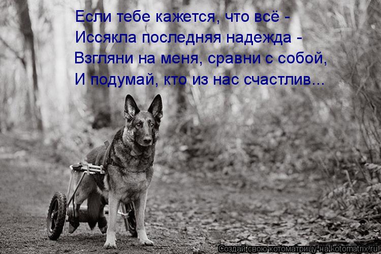 Котоматрица: Если тебе кажется, что всё -  Иссякла последняя надежда -  Взгляни на меня, сравни с собой, И подумай, кто из нас счастлив...