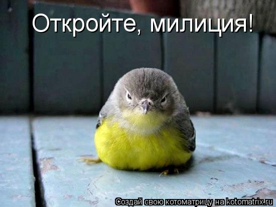 Котоматрица: Откройте, милиция!