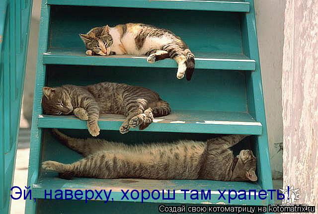 Котоматрица: Эй, наверху, хорош там храпеть!