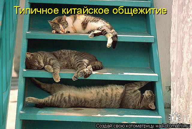 Котоматрица: Типичное китайское общежитие