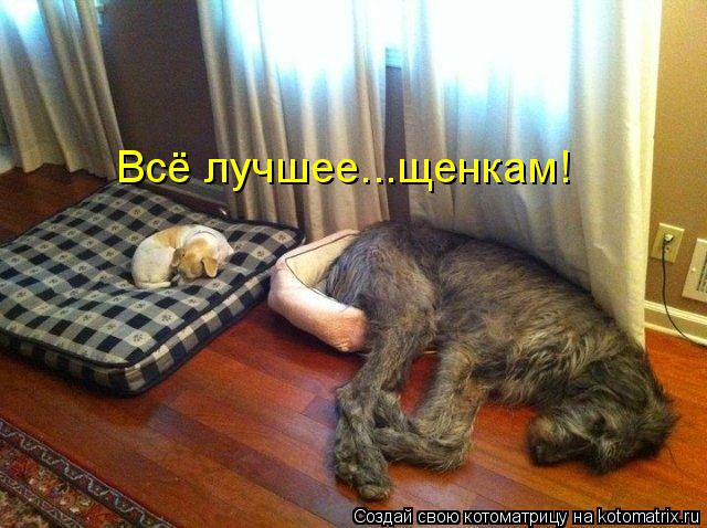 Котоматрица: Всё лучшее...щенкам!