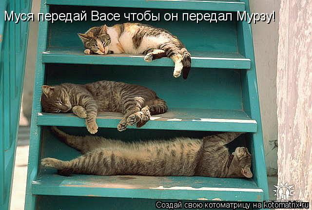Котоматрица: Муся передай Васе чтобы он передал Мурзу!