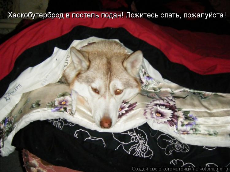 Котоматрица: Хаскобутерброд в постель подан! Ложитесь спать, пожалуйста!