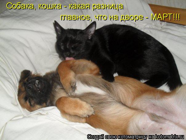 Котоматрица: Собака, кошка - какая разница, главное, что на дворе МАРТ!! Собака, кошка - какая разница главное, что на дворе - МАРТ!!!