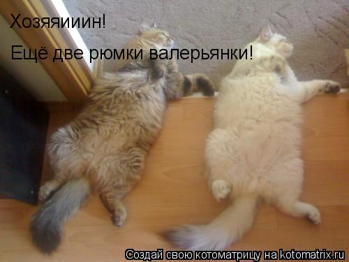 Котоматрица: Хозяяииин! Ещё две рюмки валерьянки!